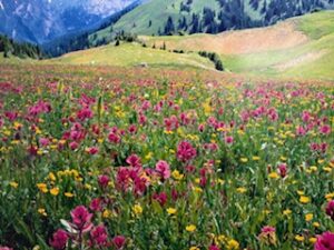 Learn how calm in IFS therapy supports nervous system regulation, anxiety, and trauma healing. Explore Internal Family Systems therapy in Colorado.