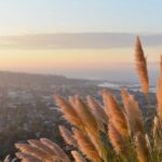 photo of grasses and a view for intrusive thoughts