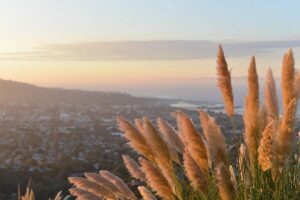 photo of grasses and a view for intrusive thoughts