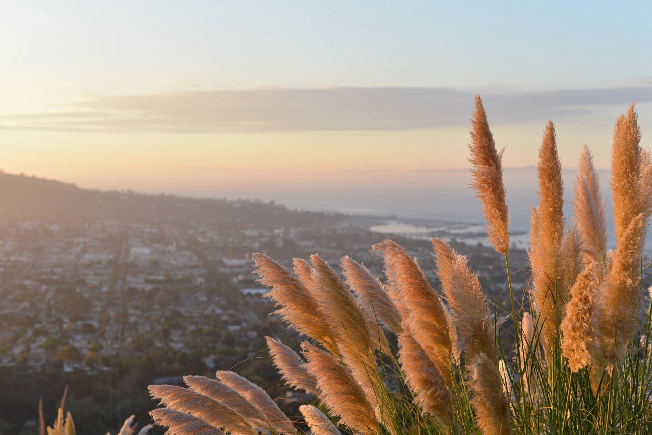 photo of grasses and a view for intrusive thoughts