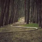 A peaceful walking path winding through a green forest, symbolizing reflection, healthy boundaries, healing, and choosing relationships that support emotional well-being.