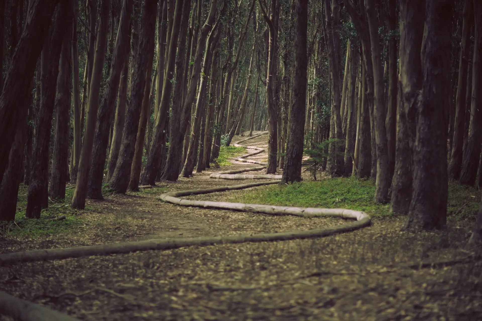 A peaceful walking path winding through a green forest, symbolizing reflection, healthy boundaries, healing, and choosing relationships that support emotional well-being.