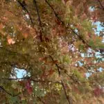 a photo of fall Colorado leaves for a blog on How therapy can help with perimenopause symptoms