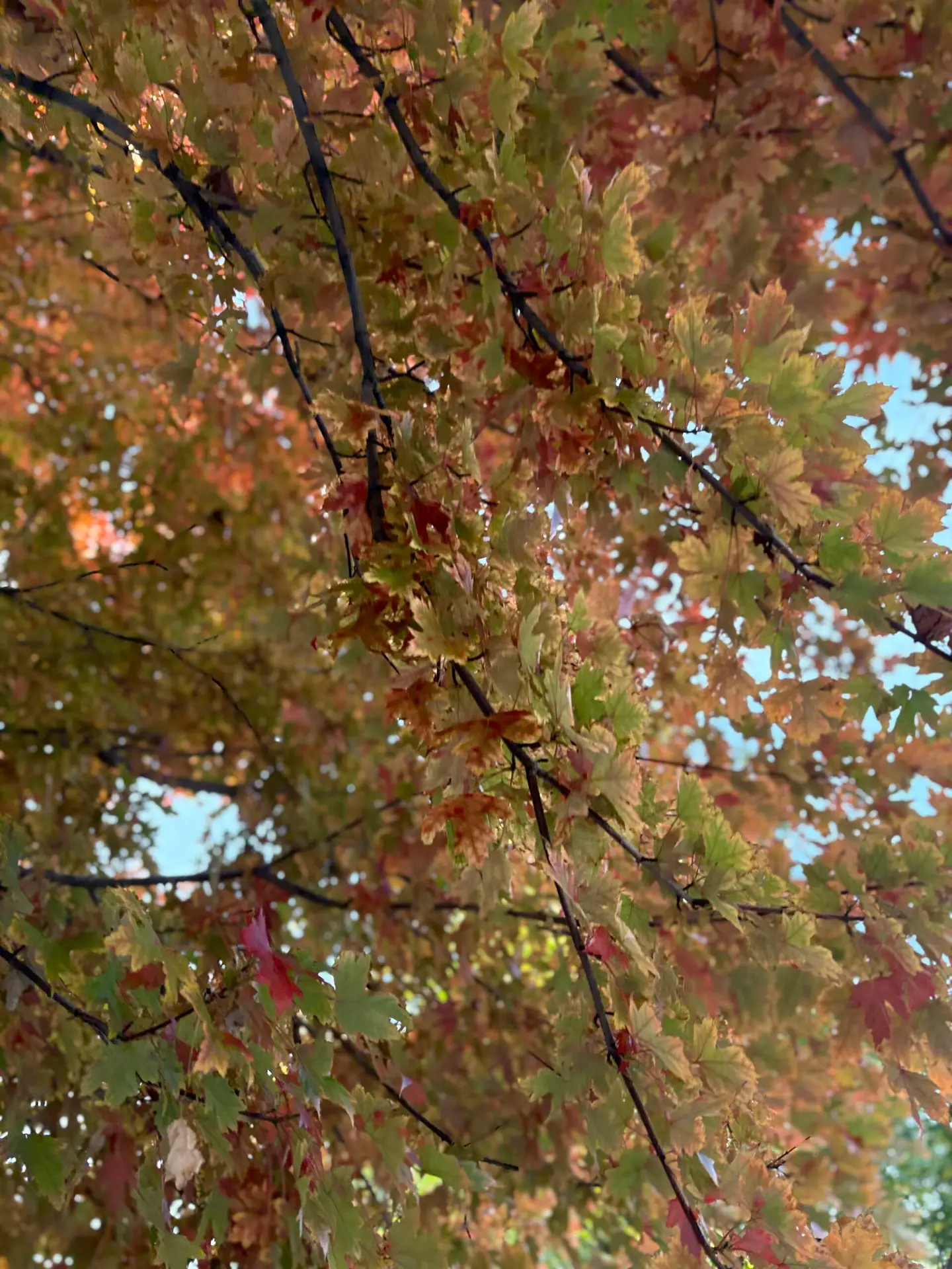 a photo of fall Colorado leaves for a blog on How therapy can help with perimenopause symptoms