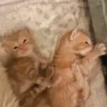 Photo of kittens to depict struggle for blog on healing mantras to get you through tough times