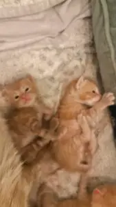 Photo of kittens to depict struggle for blog on healing mantras to get you through tough times