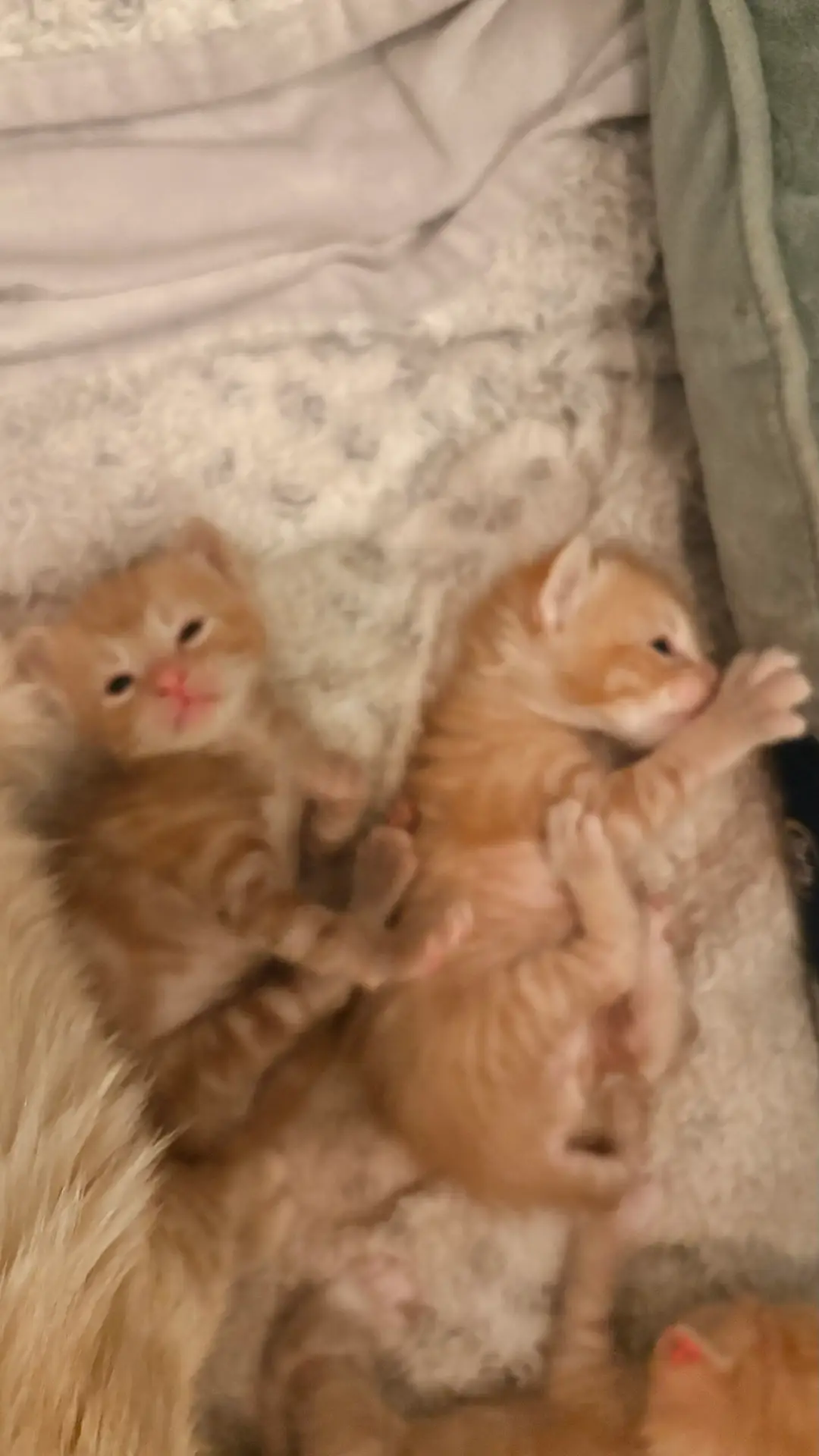 Photo of kittens to depict struggle for blog on healing mantras to get you through tough times