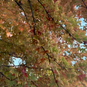 a photo of fall Colorado leaves for a blog on How therapy can help with perimenopause symptoms