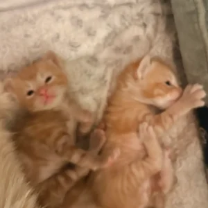 Photo of kittens to depict struggle for blog on healing mantras to get you through tough times
