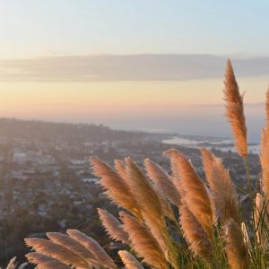 photo of grasses and a view for intrusive thoughts
